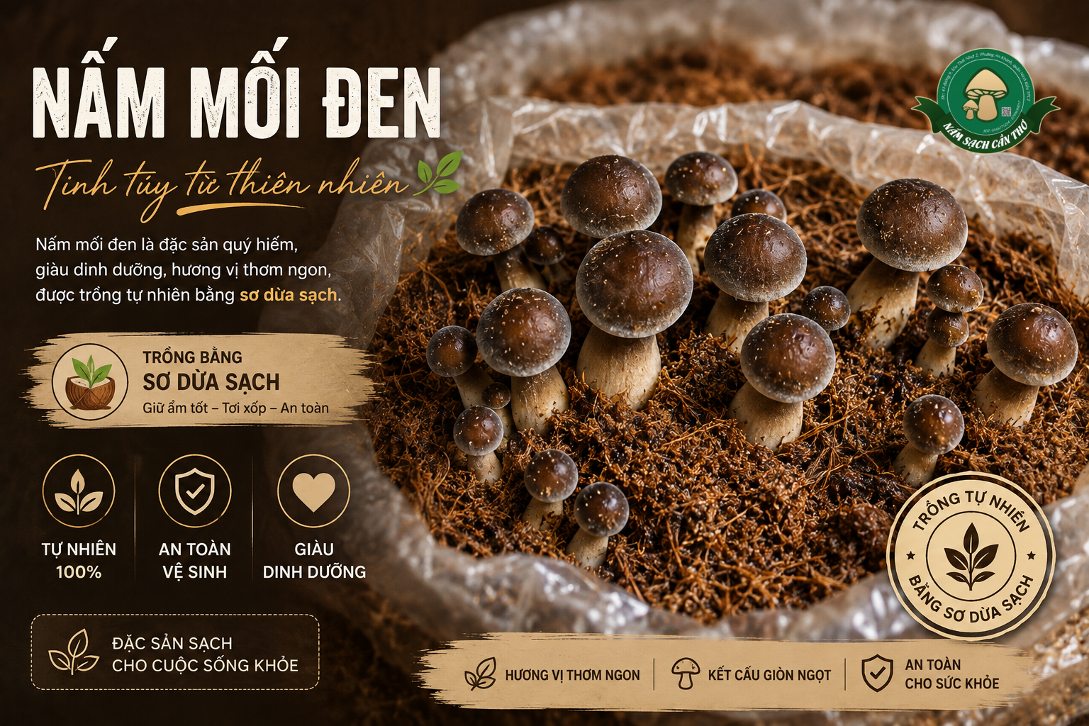 Nấm mối đen trồng bằng sơ dừa sạch